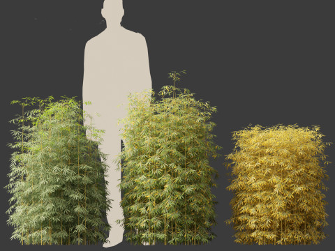 Bambusa multiplex fernleaf - Fernleaf Bamboo 01 3D Model