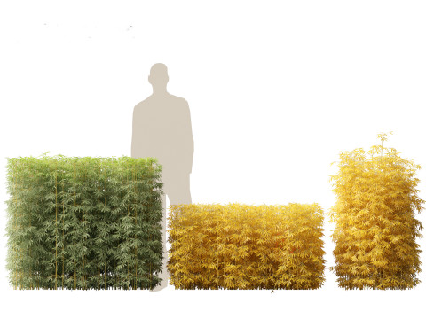 Bambusa multiplex fernleaf - Fernleaf Bamboo 01 3D Model