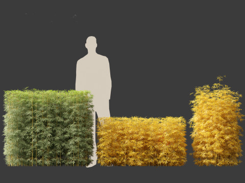 Bambusa multiplex fernleaf - Fernleaf Bamboo 01 3D Model