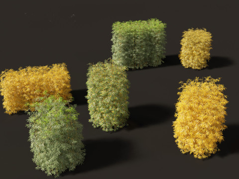 Bambusa multiplex fernleaf - Fernleaf Bamboo 01 3D Model