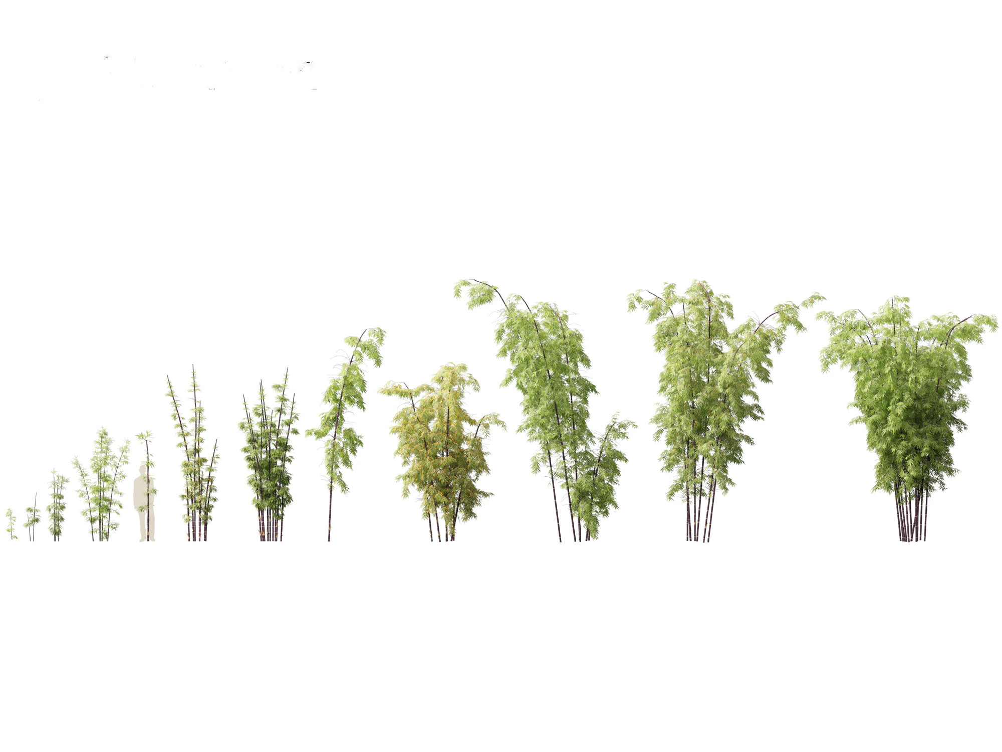 Bambusa lako - Timor black bamboo 3D Model .c4d .max .obj .3ds .fbx .stl .blend