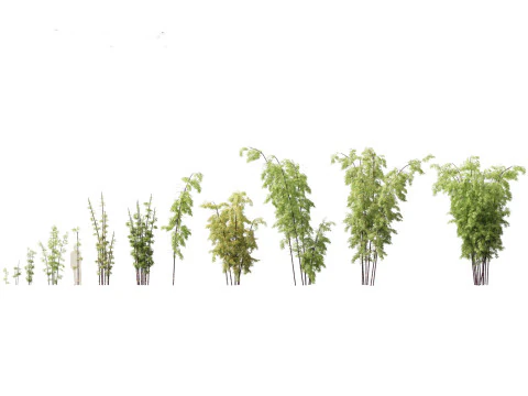 Bambusa lako - Timor black bamboo 3D Model