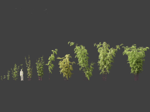 Bambusa lako - Timor black bamboo 3D Модель