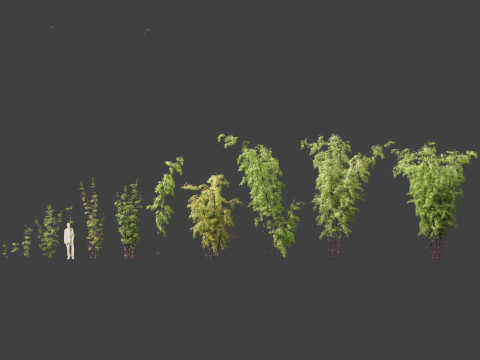Bambusa lako - Timor black bamboo 3D Model