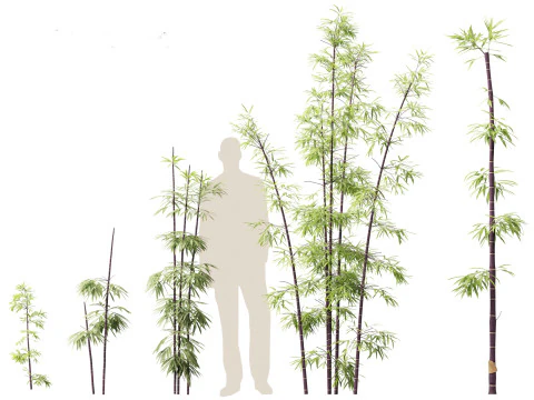 Bambusa lako - Timor black bamboo 3D Model