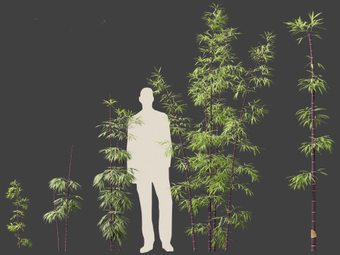 Bambusa lako - Timor black bamboo 3D Модель