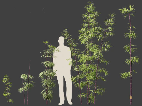 Bambusa lako - Timor black bamboo 3D Model