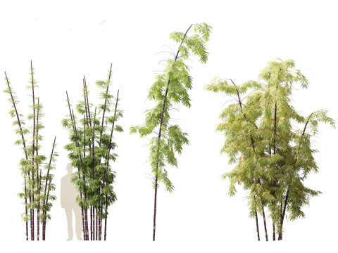 Bambusa lako - Timor black bamboo 3D Модель