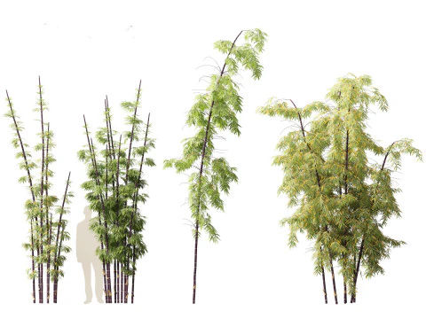 Bambusa lako - Timor black bamboo 3D Model