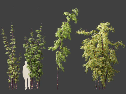 Bambusa lako - Timor black bamboo 3D Model