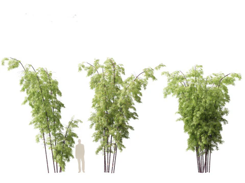 Bambusa lako - Timor black bamboo 3D Model