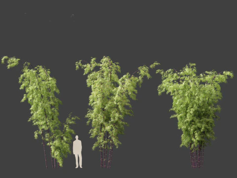 Bambusa lako - Timor black bamboo 3D Model