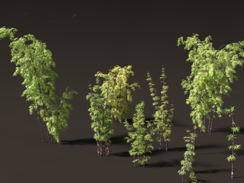 Bambusa lako - Timor black bamboo 3D Модель