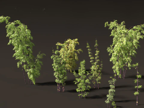 Bambusa lako - Timor black bamboo 3D Model