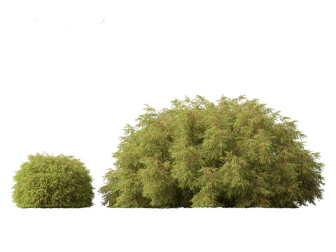 Baeckea virgata - Heath Myrtle 02 3D Модель