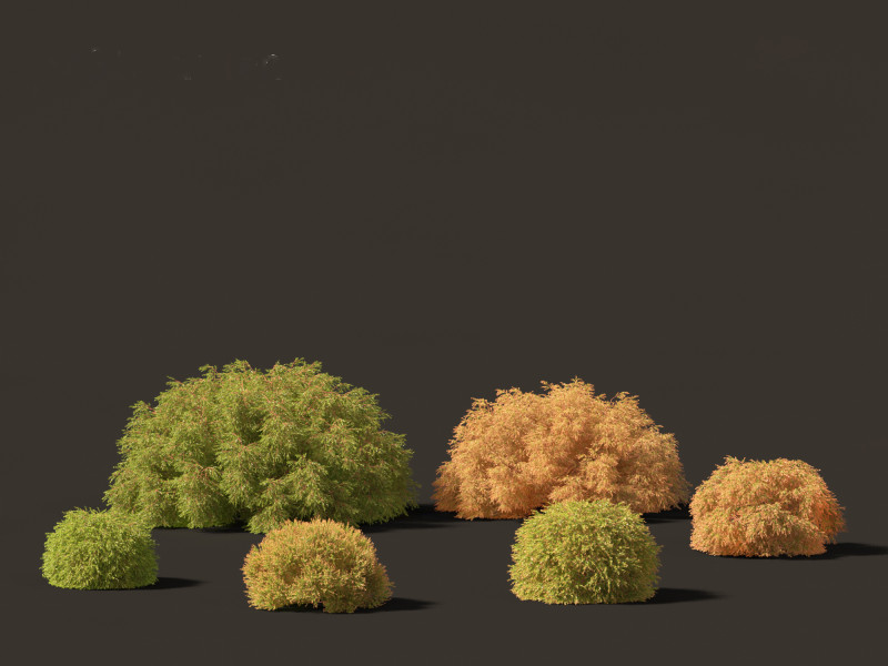 Baeckea virgata - Heath Myrtle 02 3D Модель .c4d .max .obj .3ds .fbx .stl .blend 