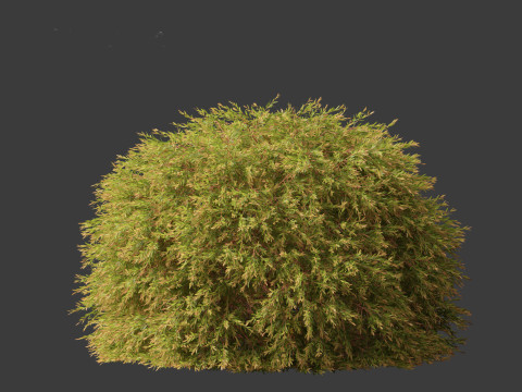 Baeckea virgata - Heath Myrtle 02 3D Модель