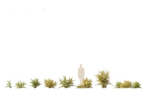 Baeckea virgata - Heath Myrtle 01 3D Model