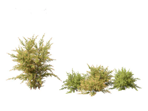 Baeckea virgata - Heath Myrtle 01 3D Model