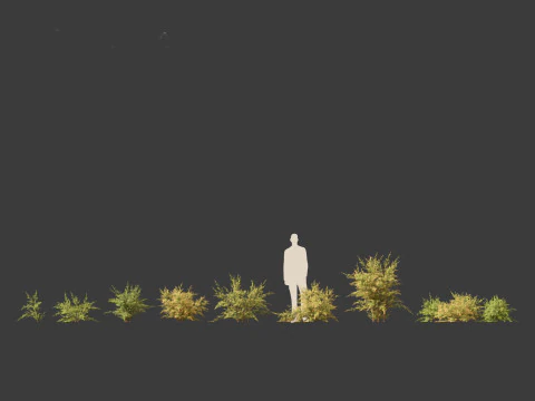 Baeckea virgata - Heath Myrtle 01 3D Model