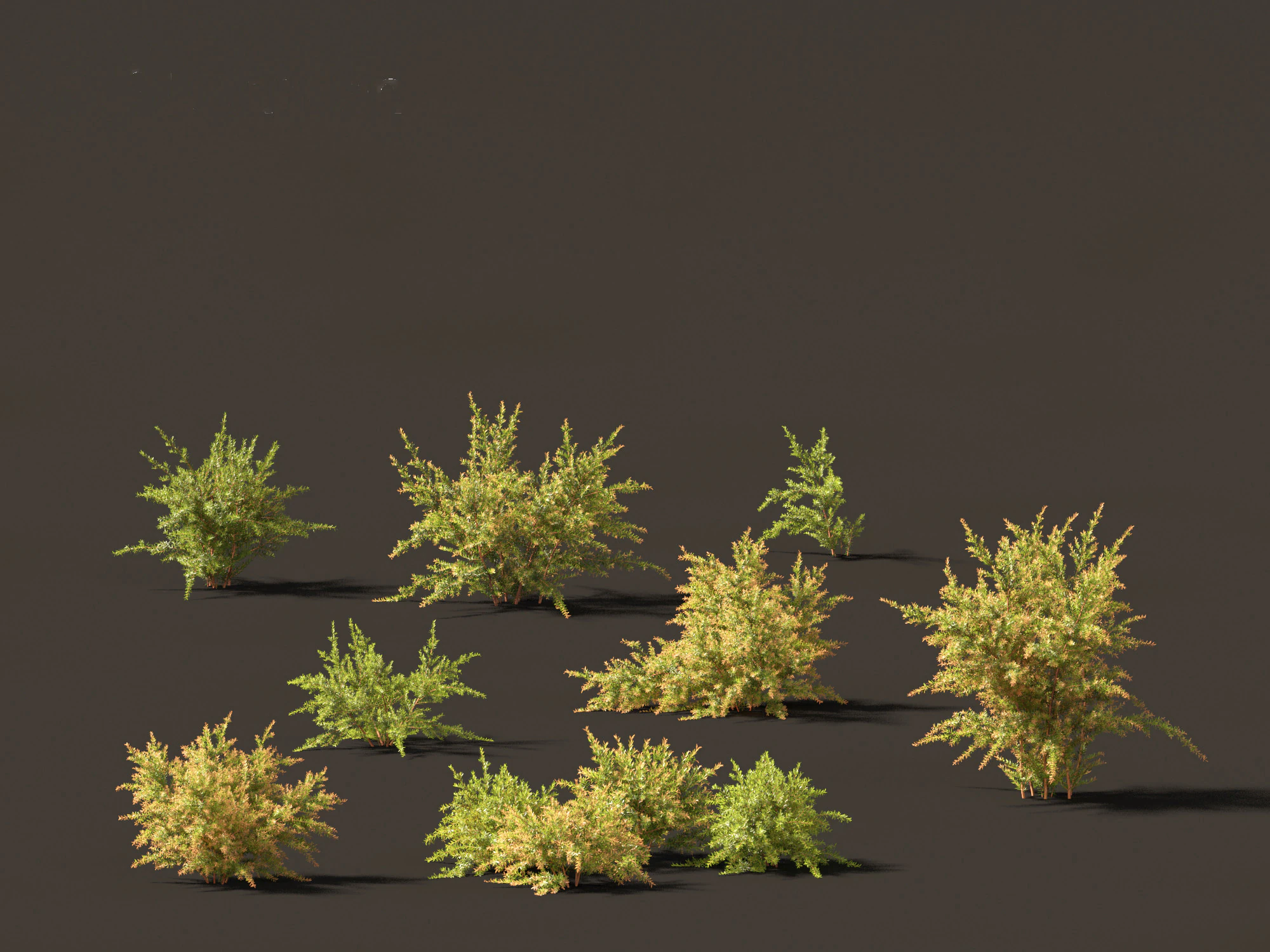 Baeckea virgata - Heath Myrtle 01 3D Model .c4d .max .obj .3ds .fbx .stl .blend 