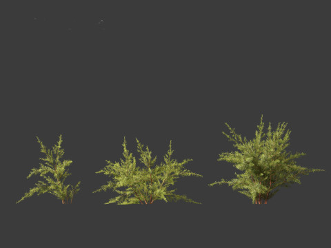 Baeckea virgata - Heath Myrtle 01 Model 3D