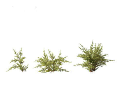 Baeckea virgata - Heath Myrtle 01 3D Model