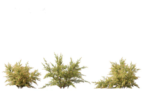 Baeckea virgata - Heath Myrtle 01 3D Model