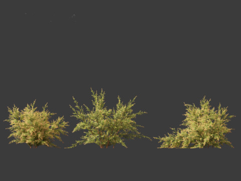 Baeckea virgata - Heath Myrtle 01 Model 3D