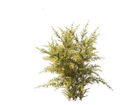 Baeckea virgata - Heath Myrtle 01 3D Model