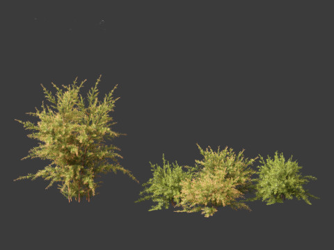 Baeckea virgata - Heath Myrtle 01 Model 3D
