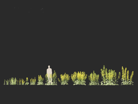 Brassica napus - Rapeseed 3D Model