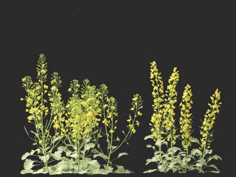 Brassica napus - Rapeseed 3D Model