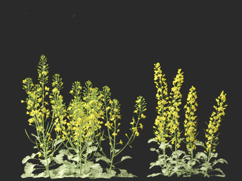 Brassica napus - Rapeseed 3D Model