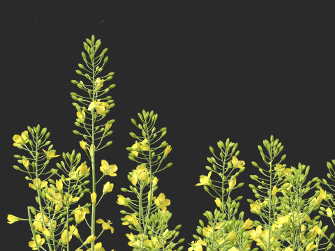 Brassica napus - Rapeseed 3D Model