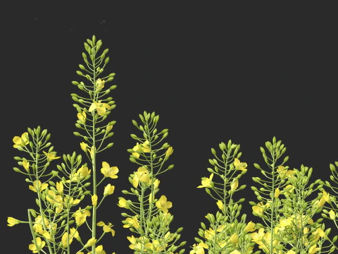 Brassica napus - Rapeseed 3D Model