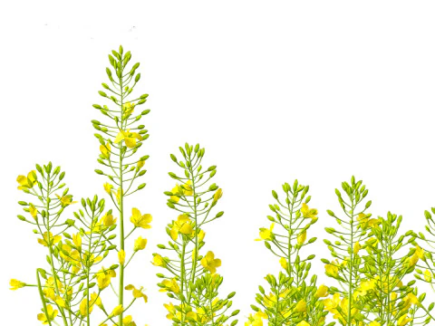 Brassica napus - Rapeseed 3D Model