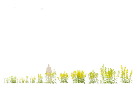 Brassica napus - Rapeseed 3D Model
