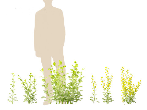 Brassica napus - Rapeseed 3D Model