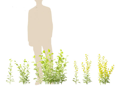 Brassica napus - Rapeseed 3D Model