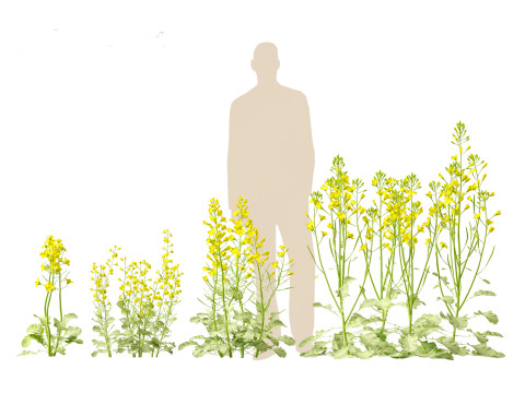 Brassica napus - Rapeseed 3D Model