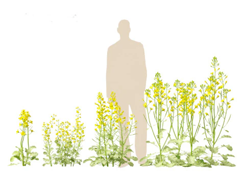 Brassica napus - Rapeseed 3D Model