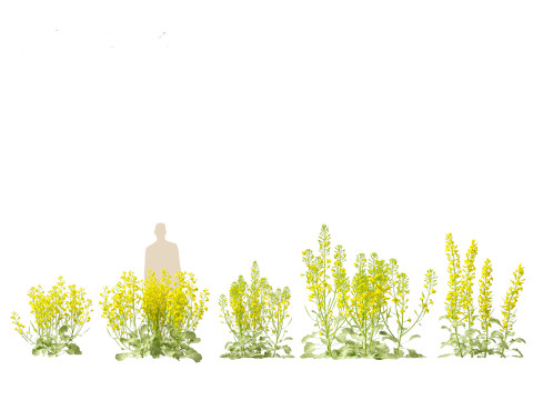 Brassica napus - Rapeseed 3D Model