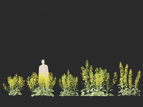 Brassica napus - Rapeseed 3D Model