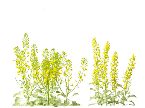 Brassica napus - Rapeseed 3D Model