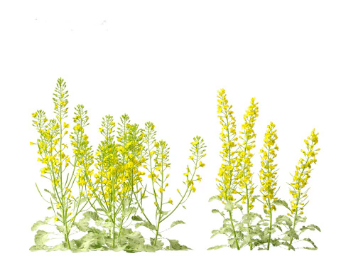 Brassica napus - Rapeseed 3D Model