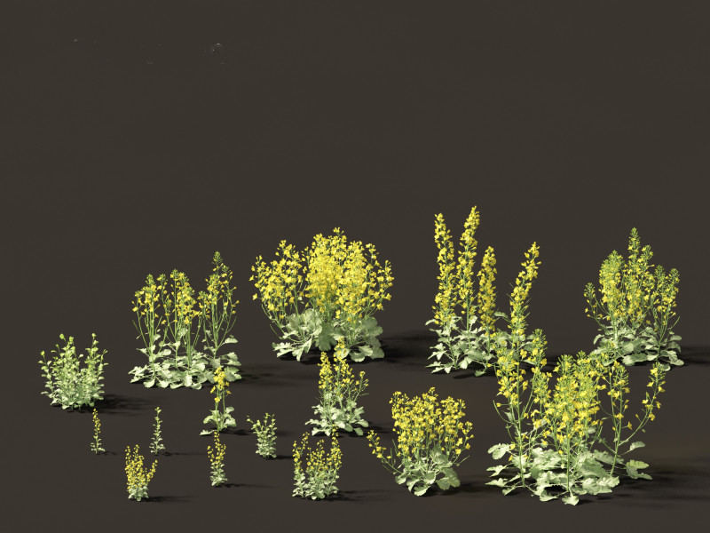 Brassica napus - Rapeseed 3D Model .c4d .max .obj .3ds .fbx .stl .blend 