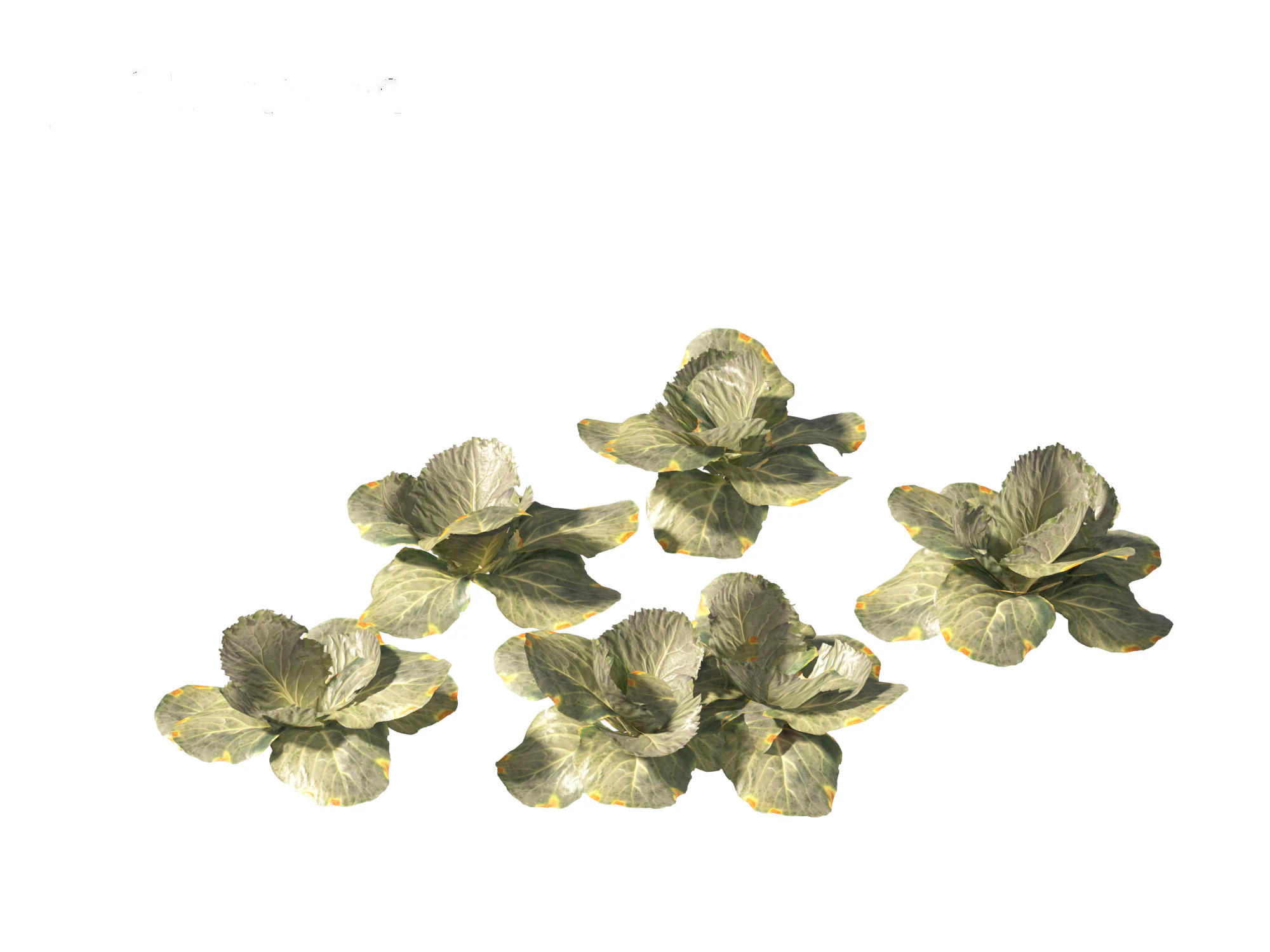 Brassica oleracea - Cabbage 3D Model .c4d .max .obj .3ds .fbx .stl .blend 