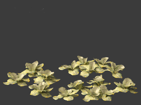 Brassica oleracea - Cabbage 3D Model