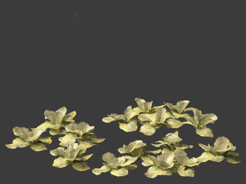Brassica oleracea - Cabbage 3D Model